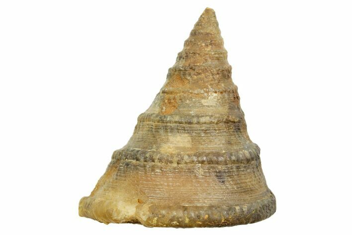 Jurassic Sea Snail (Pyrgotrochus) Fossil - Évrecy, France #367744